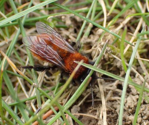 Andrena fulva